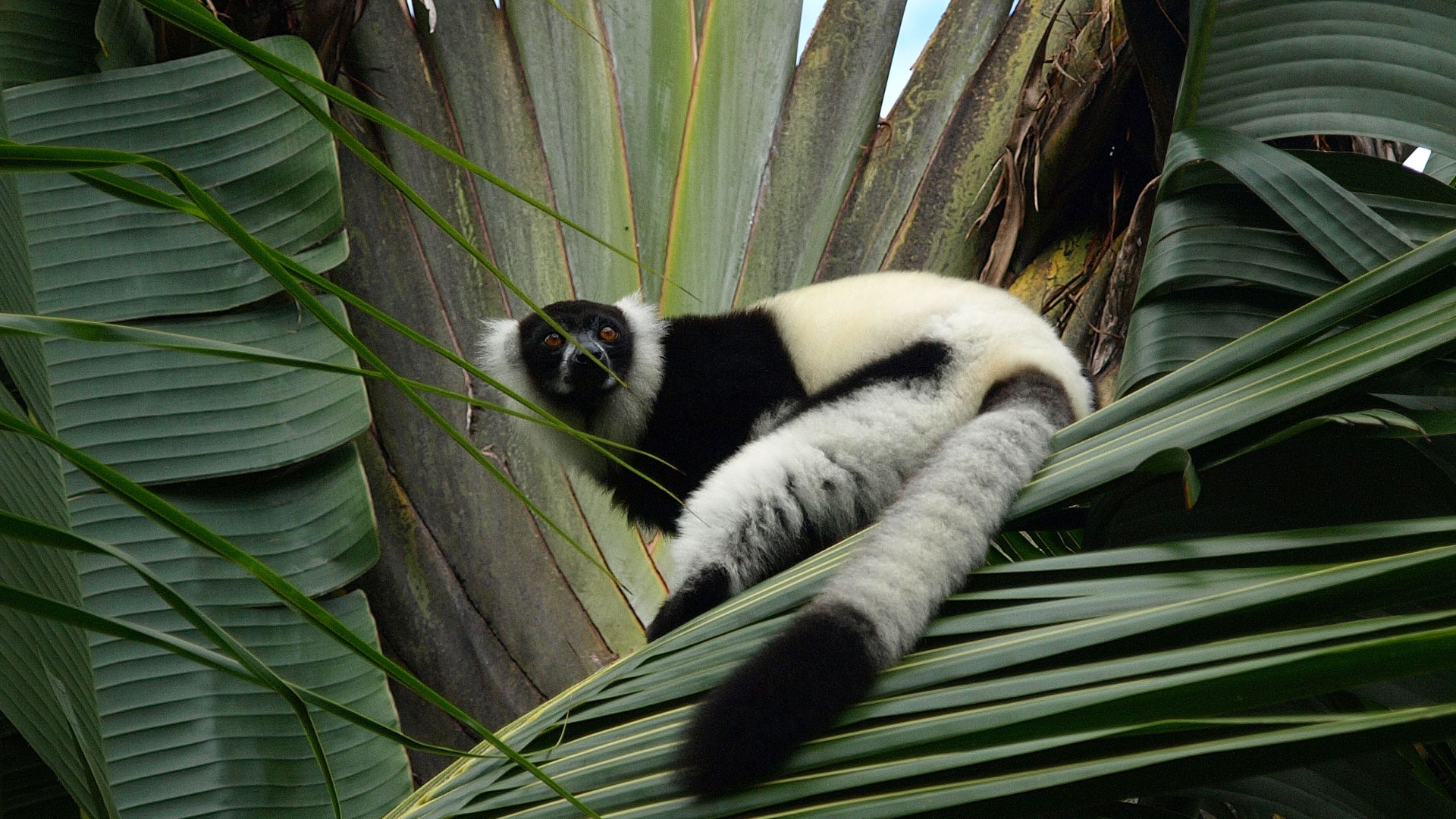 Madagascar